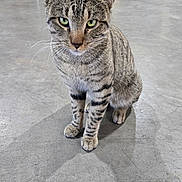 Amir is registered to the contest to win money with this photo: cat, tabby, green_eyes, sitting, indoor, concrete_floor, striped_fur, pet, animal, whiskers, ears, paws, feline, curious, close_up, domestic_cat, gray_fur, black_stripes, alert, portrait