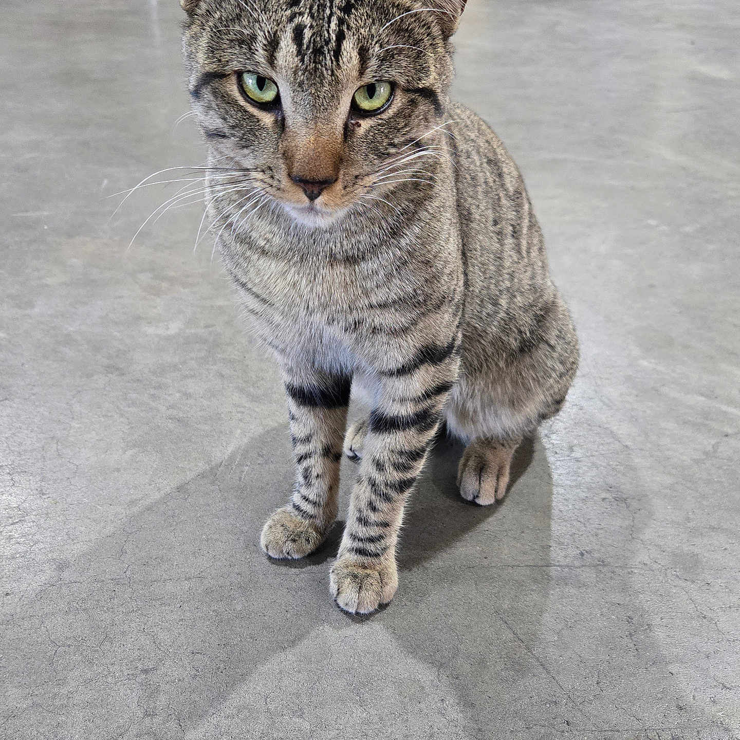 Amir is registered to the contest to win money with this photo: alert, animal, black_stripes, cat, close_up, concrete_floor, curious, domestic_cat, ears, feline, gray_fur, green_eyes, indoor, paws, pet, portrait, sitting, striped_fur, tabby, whiskers