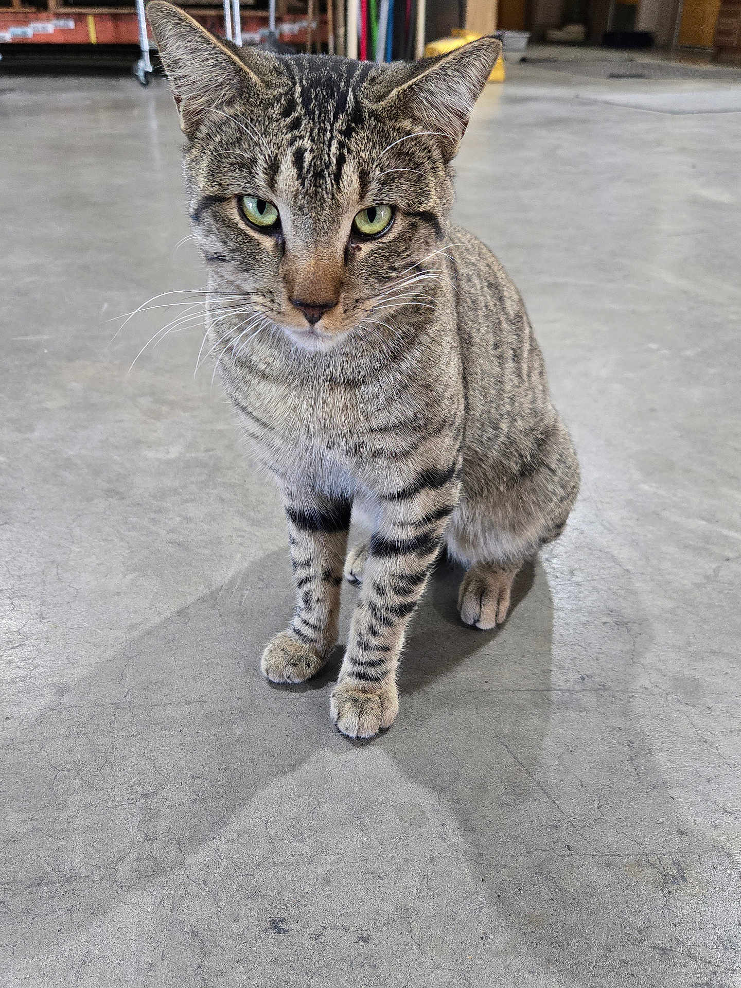 Amir is registered to the contest to win money with this photo: cat, tabby, green_eyes, sitting, indoor, concrete_floor, striped_fur, pet, animal, whiskers, ears, paws, feline, curious, close_up, domestic_cat, gray_fur, black_stripes, alert, portrait