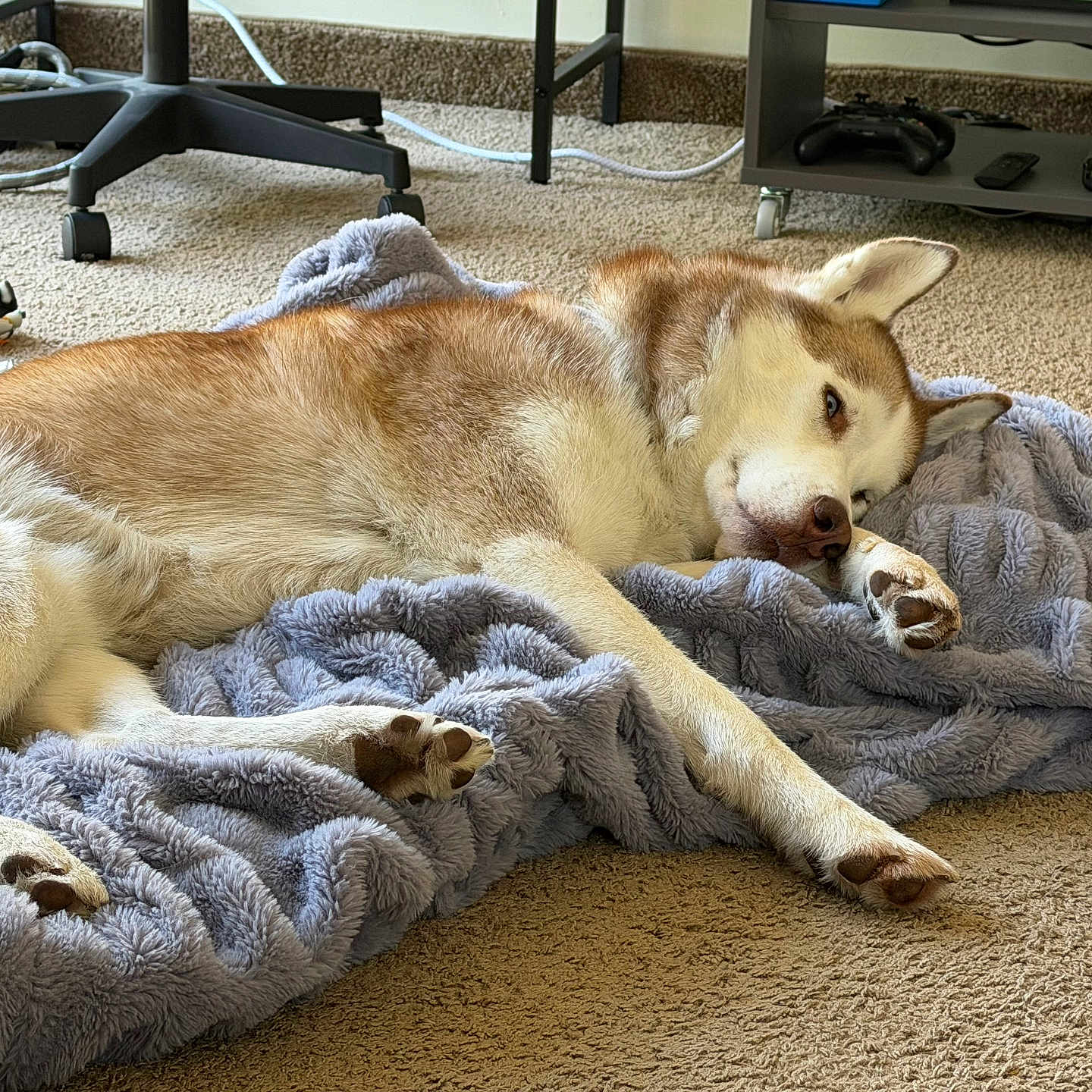 Weston joined the competition — help win amazing prizes! dog, husky, blanket, carpet, indoor, pet, resting, relaxed, furniture, gaming_controller, cable, floor, paw, ears, fur, snout, blanket_texture, electronics, shelving, home