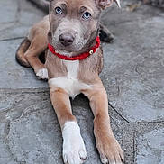 Nola is registered to the contest to win money with this photo: animal, blue_eyes, calm, canine, collar, cute, dog, domestic_animal, ears, friendly, fur, laying_down, looking_at_camera, outdoor, paws, pet, puppy, red_collar, stone_patio, young_dog