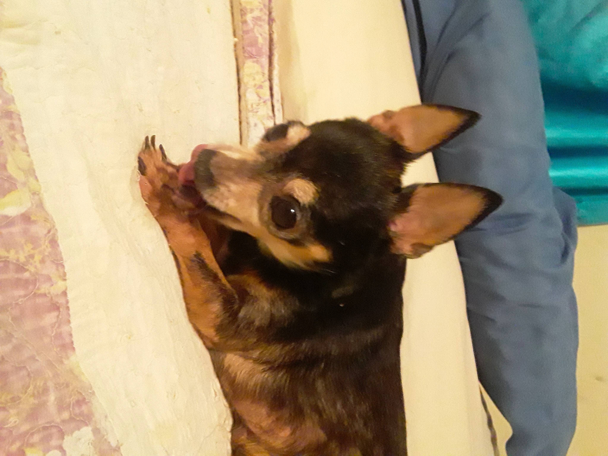 Rocky Balboa joined the competition — help win amazing prizes! canidae, carnivore, companion_dog, dog, dog_breed, ear, east_european_shepherd, fur, german_shepherd_dog, gesture, guard_dog, herding_dog, old_german_shepherd_dog, sleeve, snout, sporting_group, toy_dog, wood, working_animal, working_dog