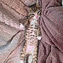 kitten, cat, animal, pet, feline, cute, sleepy, relaxed, spotted, tabby, whiskers, paw, fur, lying_down, blanket, cozy, indoor, young, small, adorable