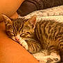 ósiris a rejoint le concours — aidez-le/la à gagner de superbes lots ! kitten, tabby, sleeping, cat, pet, fur, closeup, cuddle, cozy, blanket, human_leg, resting, indoor, nap, whiskers, paw, cute, feline, soft, warm