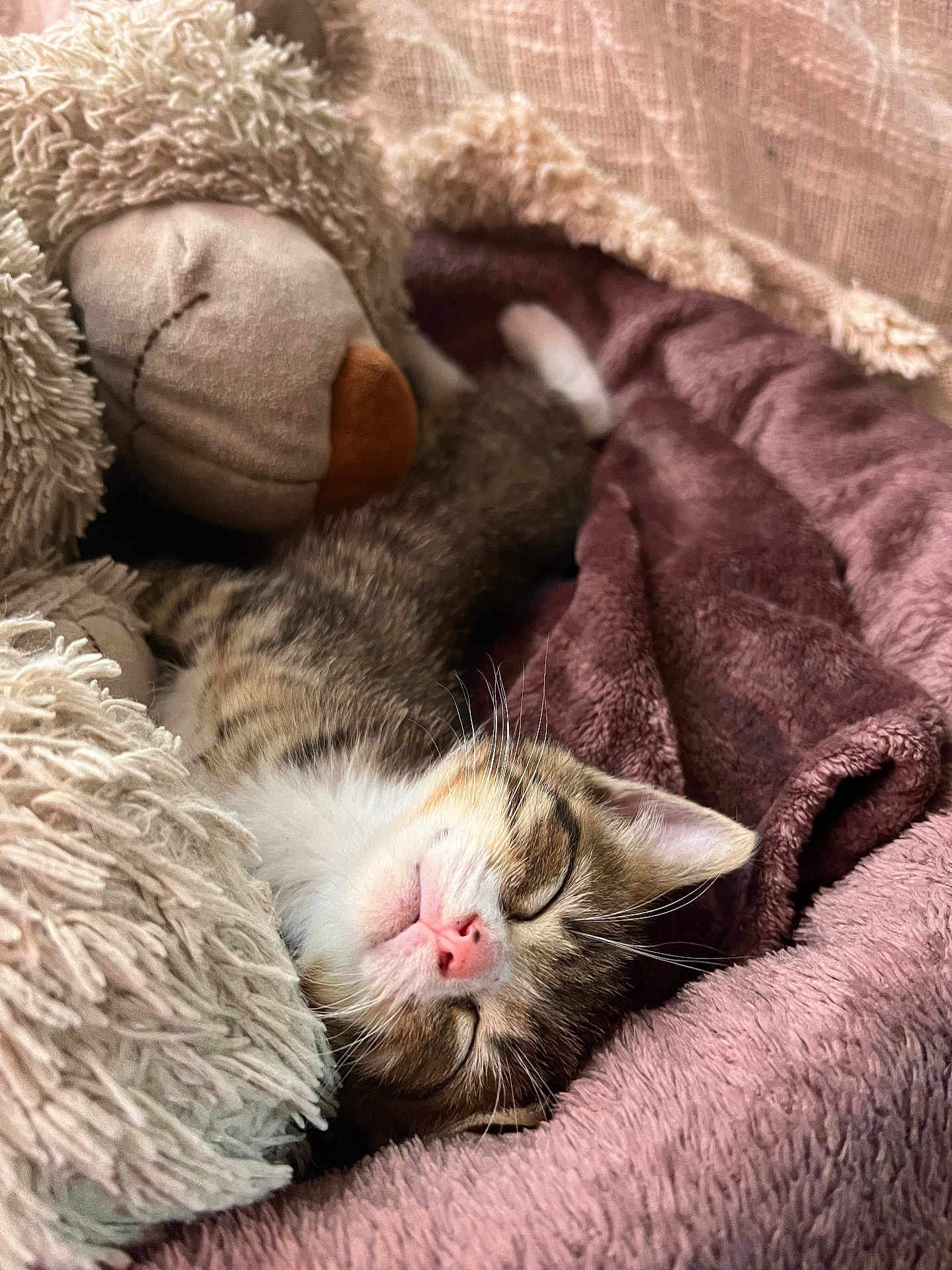 ósiris participe au concours pour gagner de l'argent avec cette photo : kitten, sleeping, cat, stuffed_animal, teddy_bear, blanket, plush, soft, cozy, pet, fur, cute, resting, indoors, comfort, animal, whiskers, pink_nose, nap, relaxation