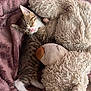 kitten, cat, sleeping, stuffed_animal, teddy_bear, blanket, cozy, nap, soft, cute, furry, pet, animal, tabby, indoor, resting, young, small, comfortable, cuddle