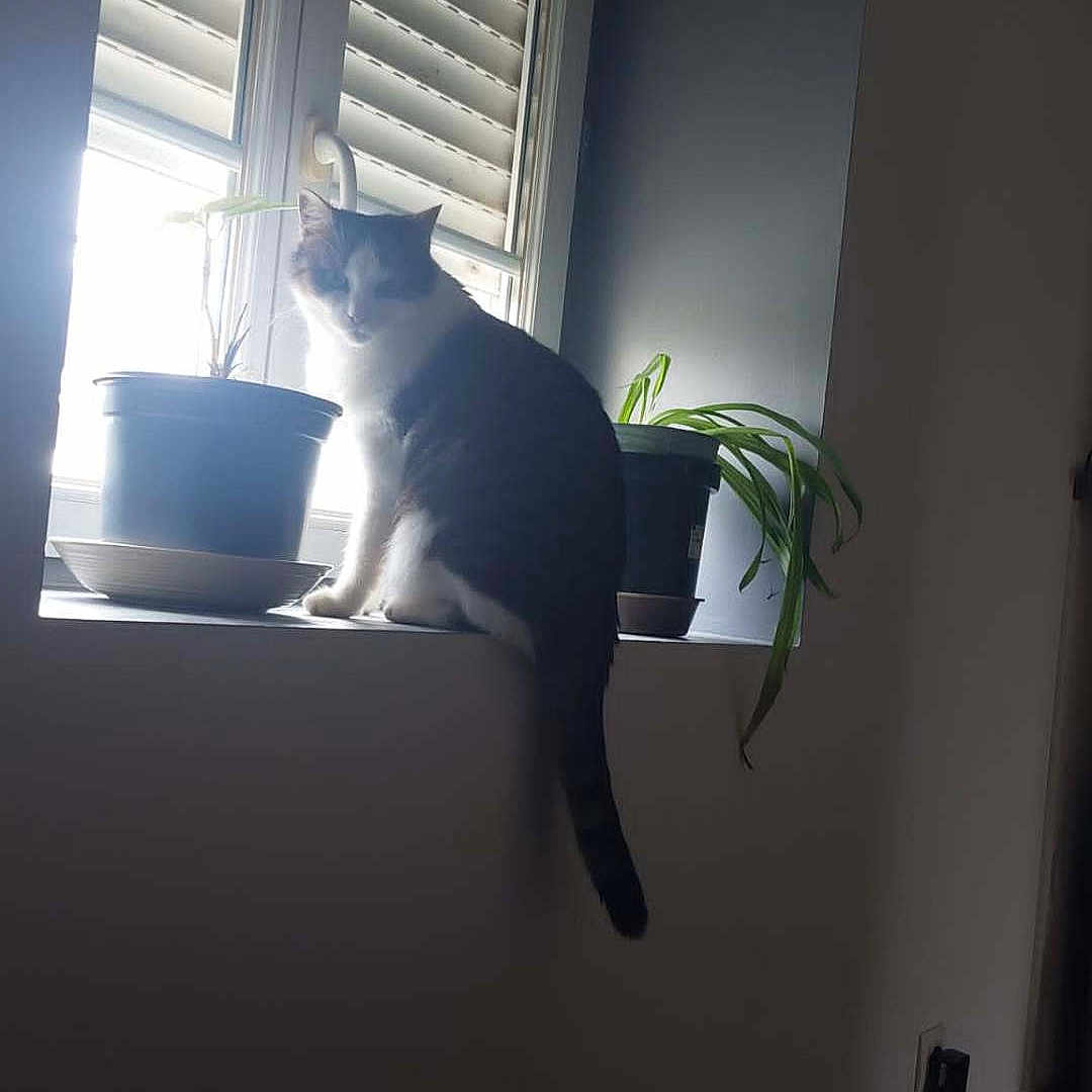 Rubi a rejoint le concours — aidez-le/la à gagner de superbes lots ! animal, bed, cat, curtain, furniture, herbal, herbs, homedecor, indoors, jar, kitten, manx, pet, plant, planter, pottedplant, pottery, vase, window, windowsill