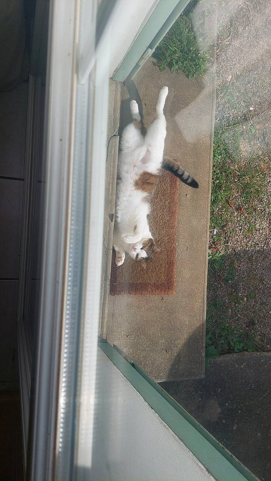 animal, canine, cat, city, dog, door, herbal, herbs, kitten, manx, outdoors, person, pet, plant, pottedplant, puppy, sleeping, soil, window, windowsill