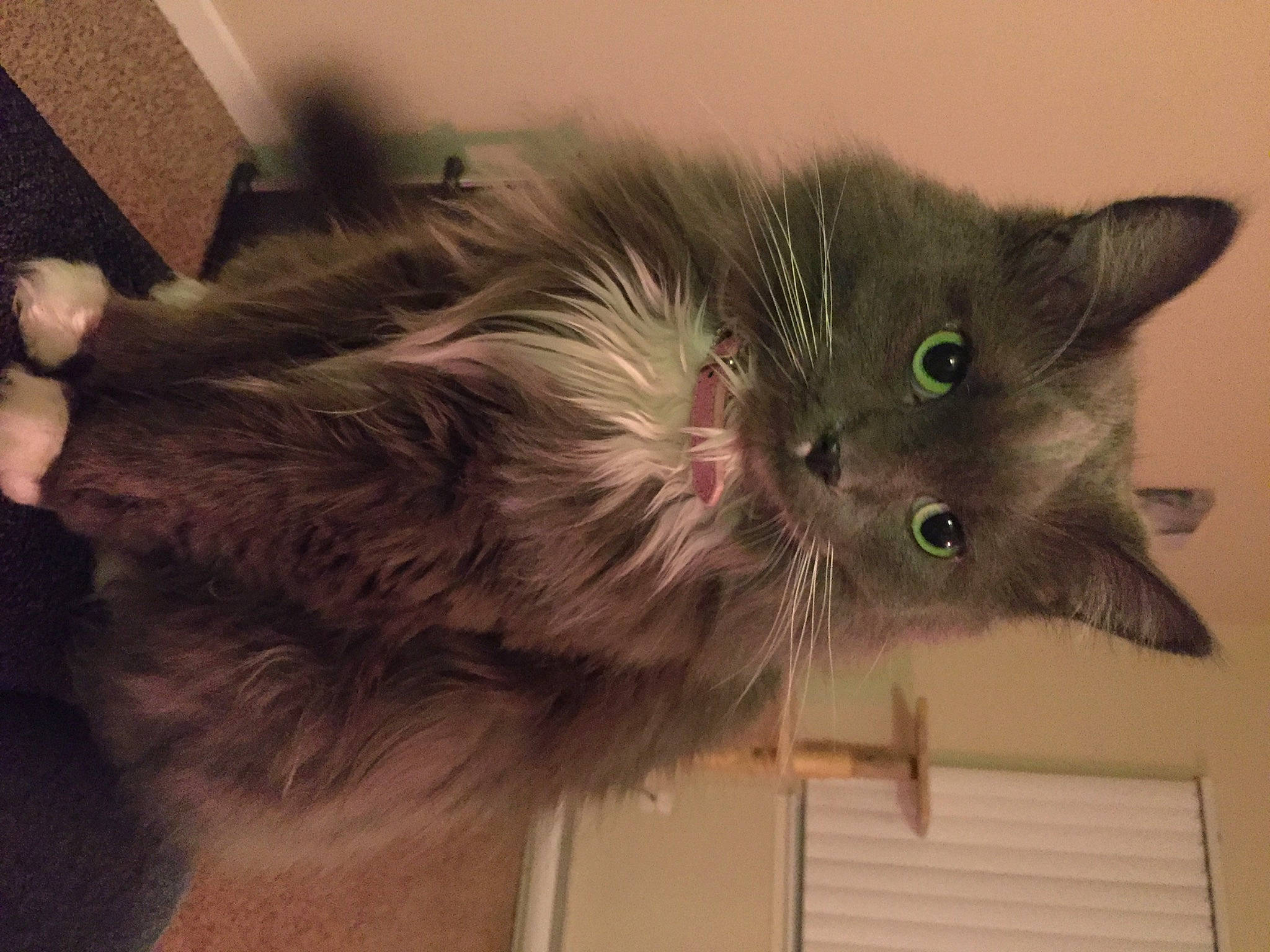 Primrose joined the competition — help win amazing prizes! black_cat, british_longhair, carnivore, cat, cat_toy, claw, domestic_short_haired_cat, fawn, felidae, fur, paw, plant, russian_blue, small_to_medium_sized_cats, snout, tail, whiskers