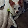 Angelita is registered to the contest to win money with this photo: accessories, adapter, animal, canine, chihuahua, cockerspaniel, computer, dog, electronics, eskimodog, husky, laptop, leash, papillon, pc, pet, puppy, strap, terrier, whitedog
