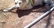 Angelita joined the competition — help win amazing prizes! accessories, animal, canine, dog, eskimodog, flagstone, fox, husky, leash, path, pet, plant, puppy, rock, slate, soil, strap, walkway, whitedog, wood