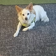 Angelita is registered to the contest to win money with this photo: carpet, casual, dog, domestic, floor, furniture, green_floor, harness, home, indoor, looking_at_camera, lying_down, person_leg, pet, shoe, small_dog, tan_dog, white_dog, wooden_cabinet, yellow_chair