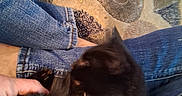 Koji joined the competition — help win amazing prizes! animal, black_cat, blur, carpet, casual, cat, comfort, cozy, domestic, floor, furry, hand, human, indoor, jeans, pattern, pet, relax, snuggling, striped_collar