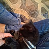 animal, black_cat, blur, carpet, casual, cat, comfort, cozy, domestic, floor, furry, hand, human, indoor, jeans, pattern, pet, relax, snuggling, striped_collar