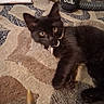 Koji is registered to the contest to win money with this photo: animal, black_cat, cables, carpet, closeup, collar, cozy, curious, ears, eyes, feline, floor, home, indoor, kitten, lying_down, patterned_rug, pet, speaker, technology