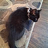 animal, black_cat, blurred, cat, curious, domestic_cat, ear, feline, floor, furry, indoor, patterned_rug, person, pet, rug, scrunchie, tail, whiskers, wooden_floor, young_cat