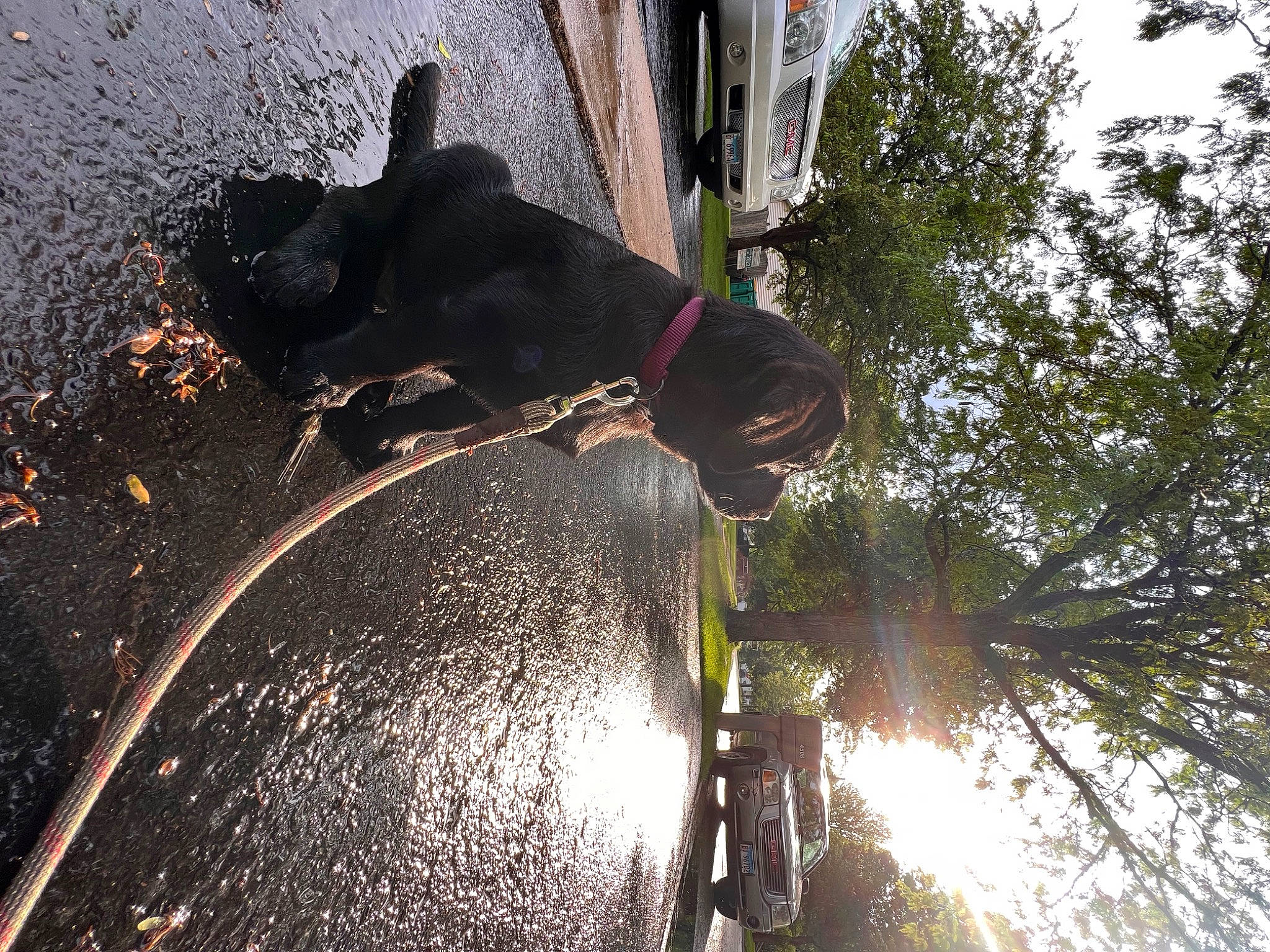 Anakin is registered to the contest to win money with this photo: asphalt, auto_part, automotive_tire, carnivore, dog, fun, guard_dog, leisure, plant, recreation, reflection, road, road_surface, shadow, sky, tail, tints_and_shades, tree, trunk, water