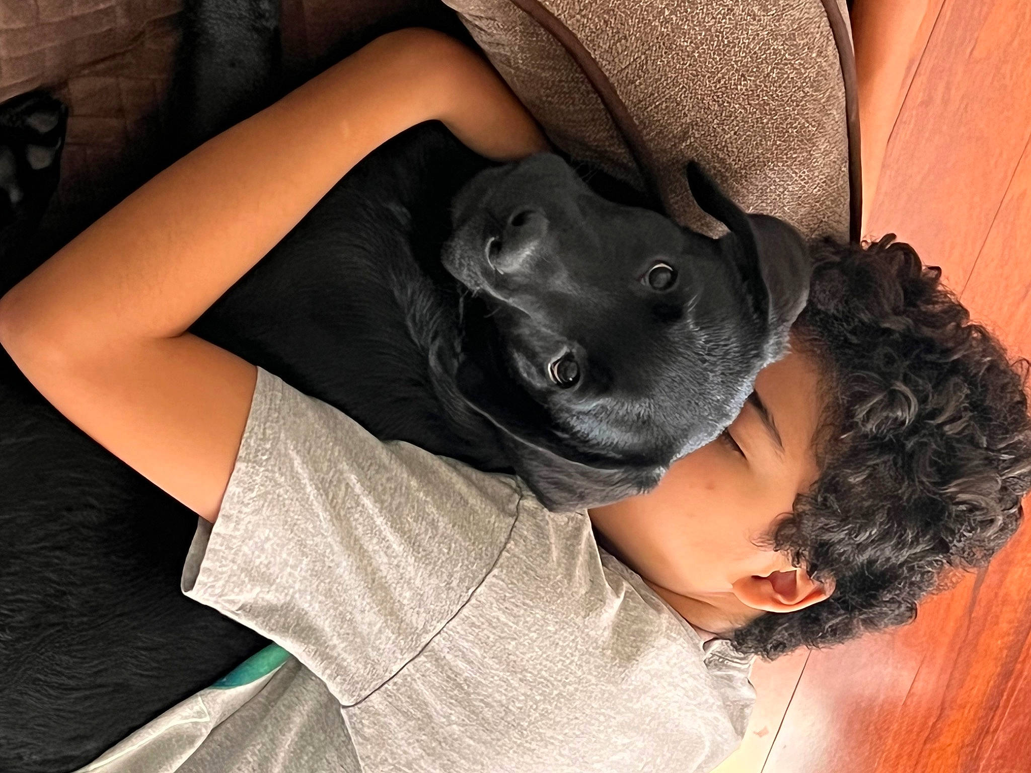 Anakin joined the competition — help win amazing prizes! beard, black_hair, carnivore, comfort, companion_dog, cool, couch, dog, dog_breed, ear, elbow, eyewear, fawn, flash_photography, gesture, hand, shoulder, sitting, t_shirt, thigh