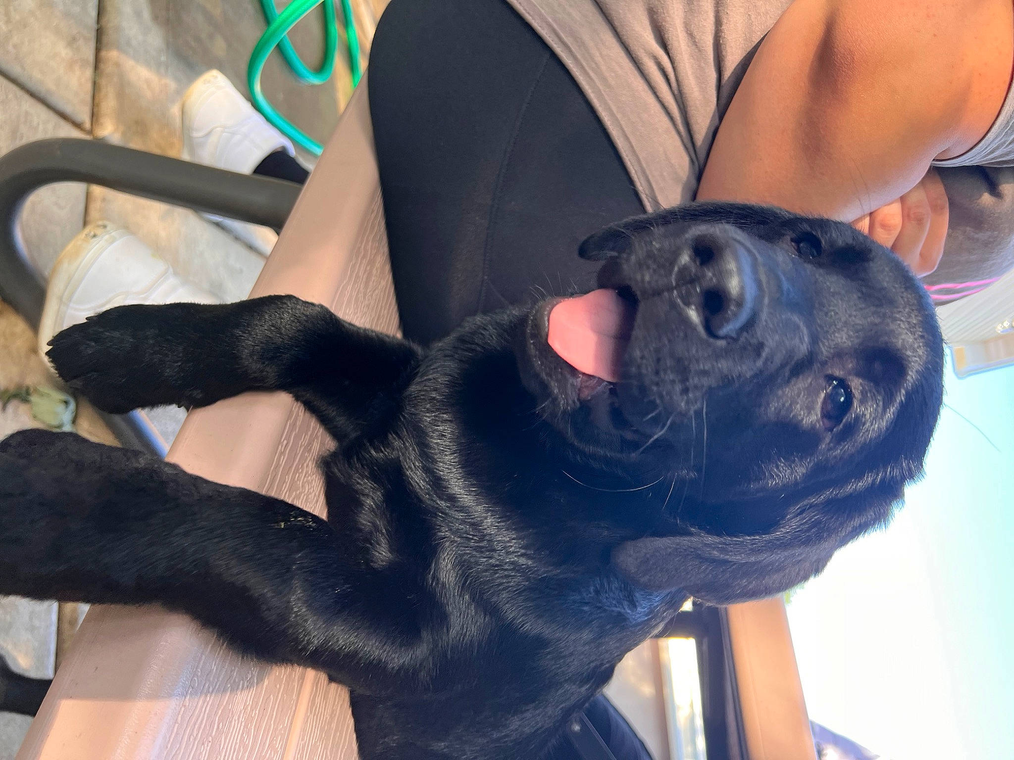 Anakin is registered to the contest to win money with this photo: black, canidae, carnivore, collar, comfort, companion_dog, dog, dog_breed, dog_collar, fashion_accessory, fawn, fur, gesture, human_leg, knee, plant, snout, sporting_group, thigh, working_animal