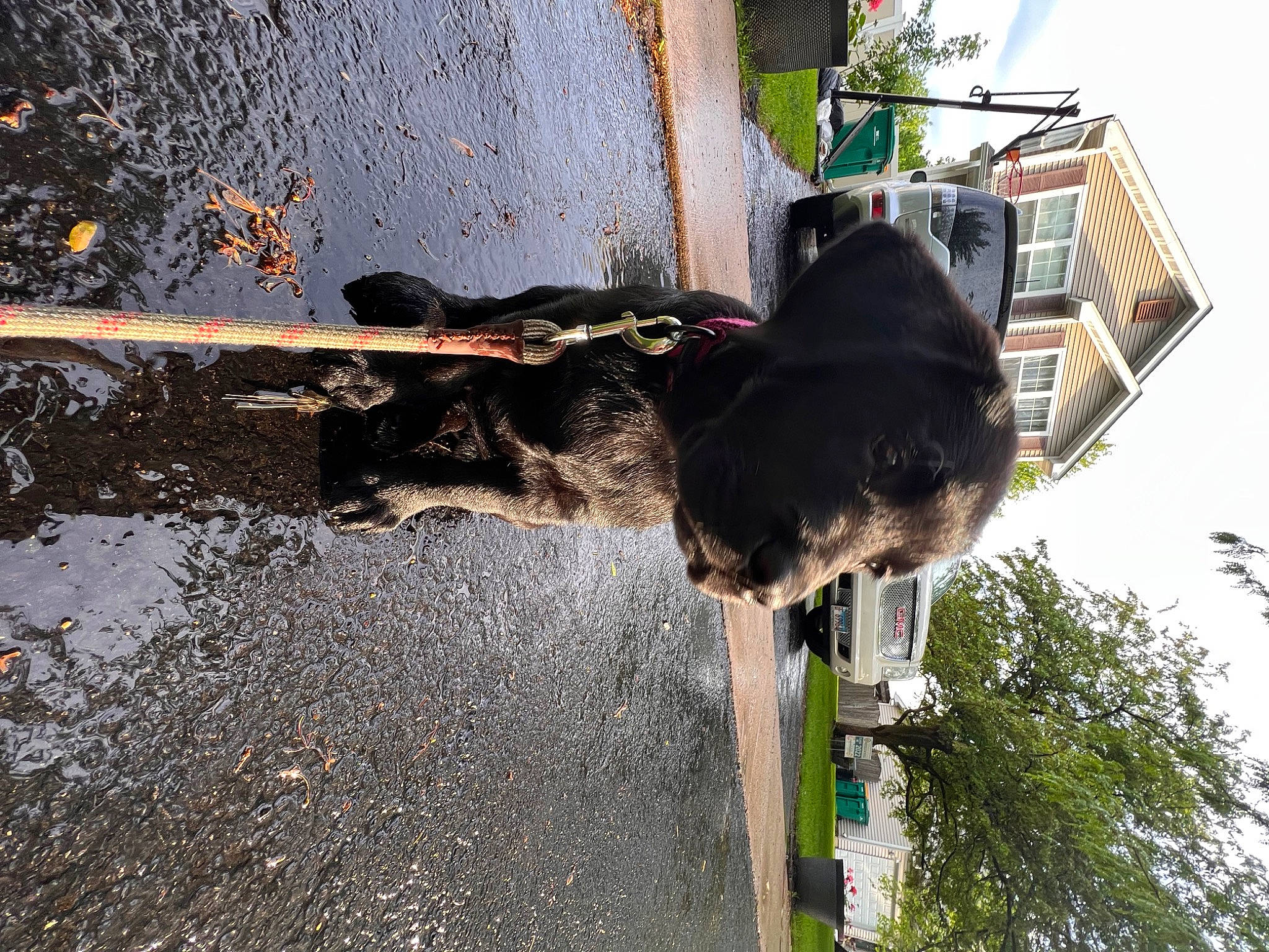 Anakin is registered to the contest to win money with this photo: asphalt, building, canidae, carnivore, dog, dog_breed, plant, reflection, road_surface, shadow, sky, snout, soil, sporting_group, tail, tar, tree, water, window, working_animal