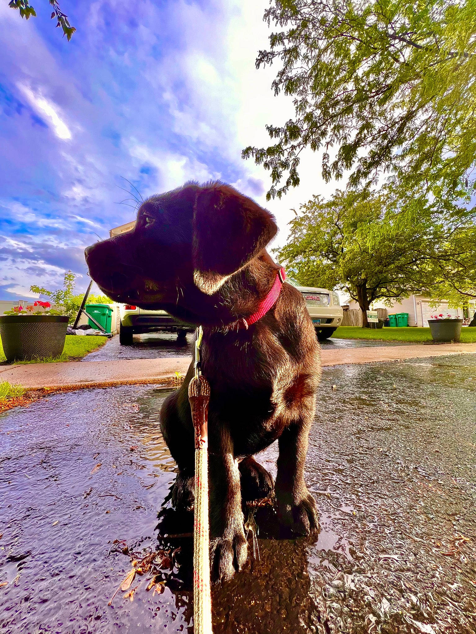 Anakin joined the competition — help win amazing prizes! carnivore, cloud, collar, companion_dog, dog, dog_breed, dog_collar, fawn, gun_dog, houseplant, landscape, leash, liver, pet_supply, plant, road_surface, sky, snout, tree, working_animal