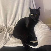 Lucky Star joined the competition — help win amazing prizes! alert, animal, black_cat, blanket, cat, chair, cozy, curious, domestic_animal, feline, fur, home, indoor, pet, relaxing, resting, soft_texture, tail, whiskers, yellow_eyes