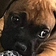Lola is registered to the contest to win money with this photo: animal, ball, black_muzzle, brown, close_up, companion, cute, dog, eyes, face, focus, indoor, lying_down, pet, playful, puppy, snout, texture, toy, wrinkles
