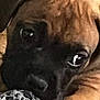 animal, ball, black_muzzle, brown, close_up, companion, cute, dog, eyes, face, focus, indoor, lying_down, pet, playful, puppy, snout, texture, toy, wrinkles