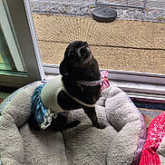 Daisy joined the competition — help win amazing prizes! dog, chihuahua, small_dog, black_dog, pet_bed, plush_bed, pearls, pink_bow, dress, outfit, looking_up, indoor, sliding_door, screen_door, patio, rug, cozy, portrait, pet_accessory, home_interior