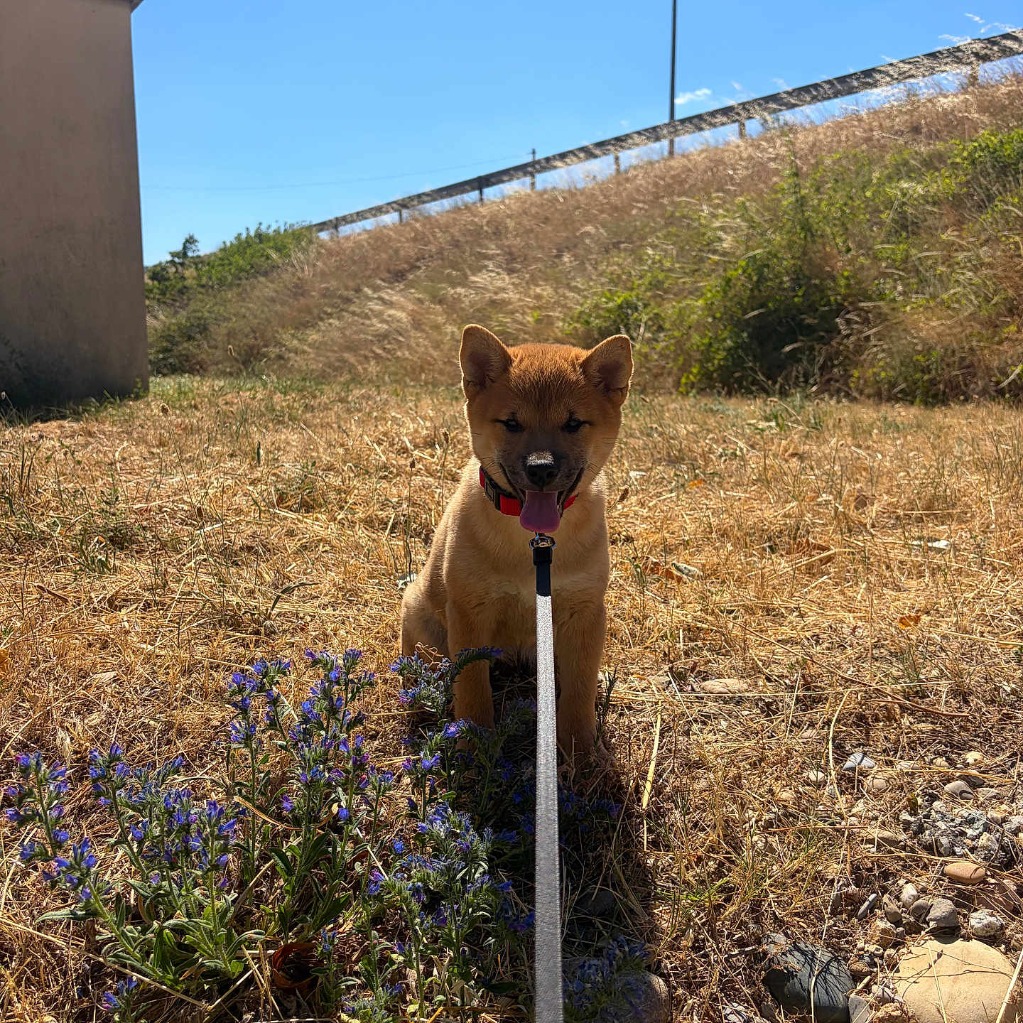 Haru participe au concours pour gagner de l'argent avec cette photo : dog, puppy, leash, grass, outdoor, sunny, wildflowers, blue_sky, hill, fence, nature, tongue_out, brown_dog, small_dog, summer, field, plants, pet, canine, happy
