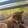 Haru participe au concours pour gagner de l'argent avec cette photo : puppy, dog, outdoor, nature, grass, fence, collar, leash, tongue, licking, sunlight, young_dog, pet, fur, animal, playing, resting, closeup, brown, ground