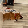 Haru a rejoint le concours — aidez-le/la à gagner de superbes lots ! dog, red_collar, wooden_floor, indoor, toy, rope_toy, rug, relaxed, pet, canine, flooring, resting, brown_dog, domestic, companion, animal, quiet, side_view, paw, household