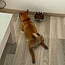 dog, red_collar, wooden_floor, food_bowl, pet, indoor, flooring, lying_down, animal, canine, brown_fur, back_view, relaxed, domestic, household, table, simple_background, resting, feeding, cute