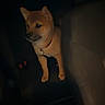 dog, puppy, car, seat, night, dark, animal, pet, collar, window, interior, vehicle, alert, looking, sitting, small, canine, shadow, black, orange