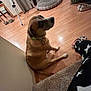 dog, indoor, wooden_floor, dog_bed, collar, slippers, carpet, person, pants, star_pattern, pet, looking_back, home_interior, furniture, leash, corner, curious, flooring, resting, animal