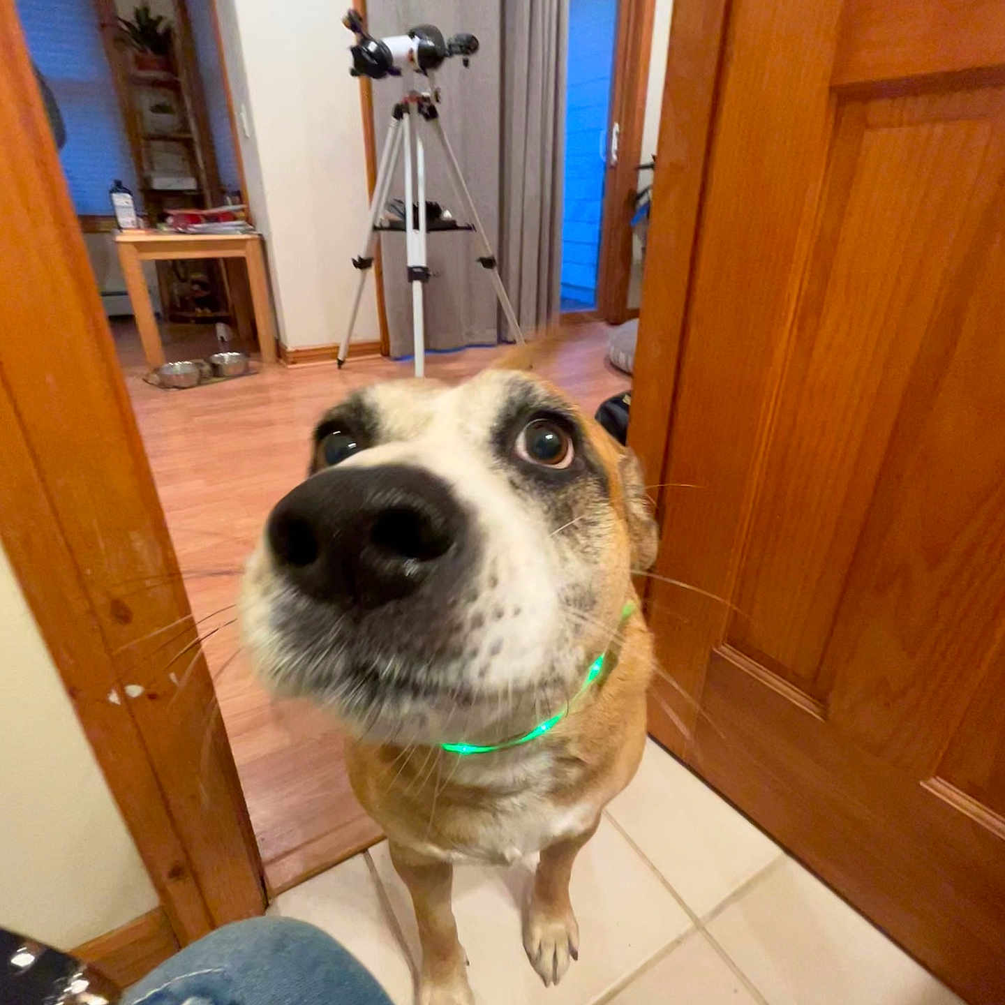 Bruno is registered to the contest to win money with this photo: canine, casual, close_up, collar, curious, dog, floor, furniture, green_light, home, indoor, jeans, legs, nose, pet, room, telescope, tile_floor, wide_angle, wooden_door