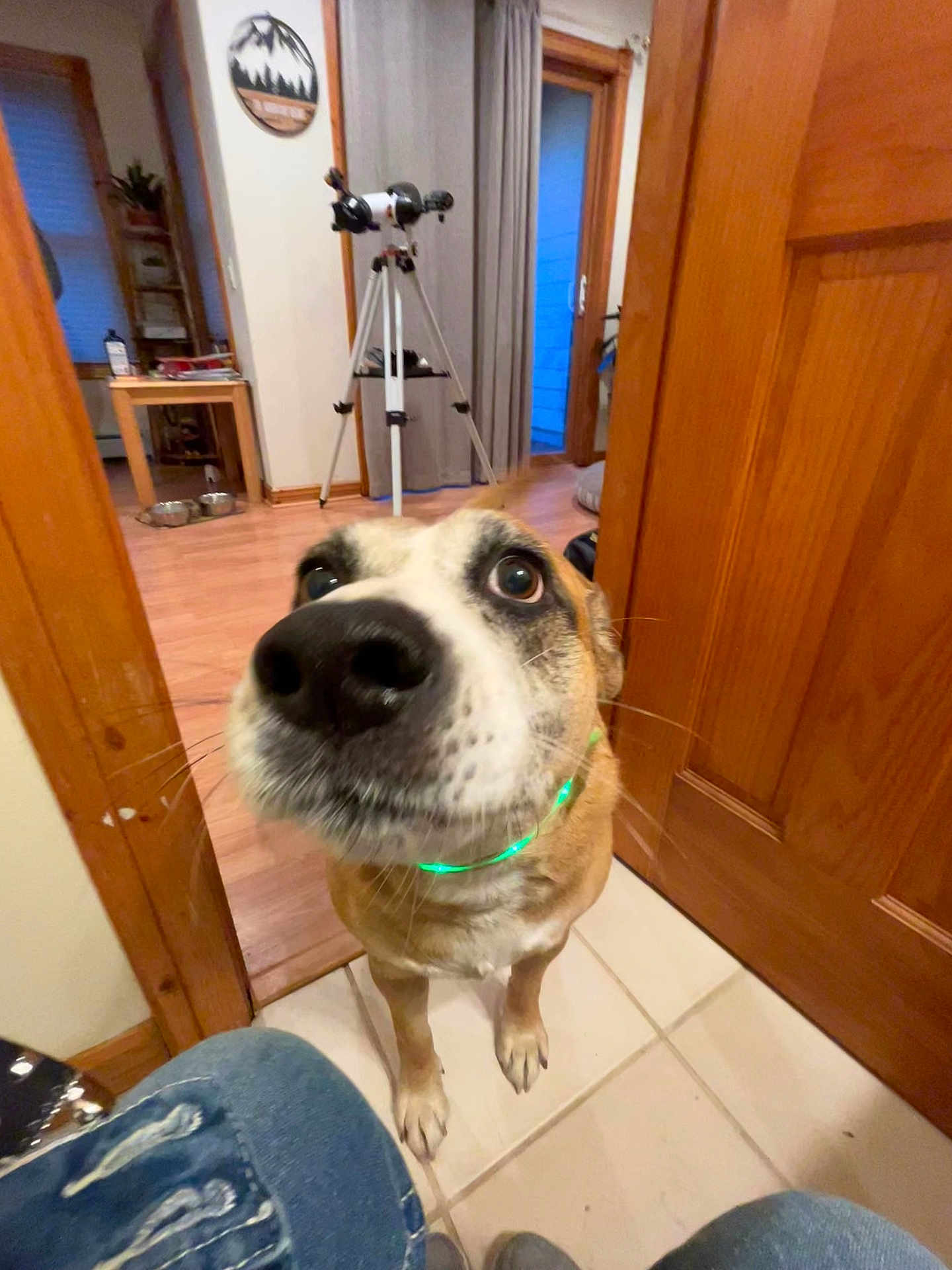 Bruno