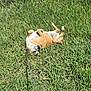 Bruno joined the competition — help win amazing prizes! dog, grass, outdoor, sunlight, leash, pet, canine, nature, playful, animal, relaxed, summer, greenery, fur, rolling, happy, daylight, field, awake, sunny