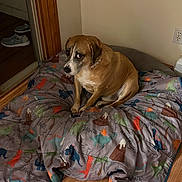 Bruno is registered to the contest to win money with this photo: dog, blanket, dinosaur_pattern, indoor, wooden_floor, sliding_door, shoes, pet, canine, resting, brown_dog, collar, corner, wall, flooring, bedroom, cozy, animal, looking_sideways, domestic