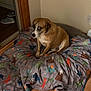 dog, blanket, dinosaur_pattern, indoor, wooden_floor, sliding_door, shoes, pet, canine, resting, brown_dog, collar, corner, wall, flooring, bedroom, cozy, animal, looking_sideways, domestic