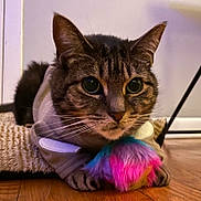 Momma Mia joined the competition — help win amazing prizes! animal, cat, close_up, colorful, curious, cute, domestic_cat, feline, floor, fur, hoodie, indoor, paws, pet, playful, scratch_pad, tabby_cat, toy, whiskers, wooden_floor