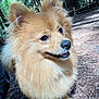dog, pomeranian, fluffy, forest, outdoor, nature, sunlight, happy, pet, animal, canine, smiling, fur, ears, walking, tree, bark, leaf_litter, daylight, closeup