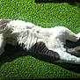 Grisou a rejoint le concours — aidez-le/la à gagner de superbes lots ! canidae, carnivore, cat, companion_dog, dog_breed, felidae, grass, mammal, plant, small_to_medium_sized_cats, sporting_group, tail, whiskers