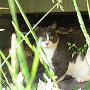 Grisou a rejoint le concours — aidez-le/la à gagner de superbes lots ! carnivore, cat, domestic_short_haired_cat, european_shorthair, felidae, grass, organism, plant, small_to_medium_sized_cats, tree, whiskers, wildlife
