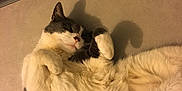 Grisou participe au concours pour gagner de l'argent avec cette photo : british_semi_longhair, carnivore, cat, domestic_long_haired_cat, fawn, felidae, fur, kitten, mammal, norwegian_forest_cat, paw, ragamuffin, ragdoll, small_to_medium_sized_cats, tail, whiskers