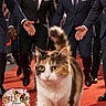 cat, kitten, fluffy, long_hair, tabby, calico, white_chest, green_eyes, whiskers, red_carpet, bodyguards, men, suits, formalwear, celebrity, event, outdoor, night, walking, portrait