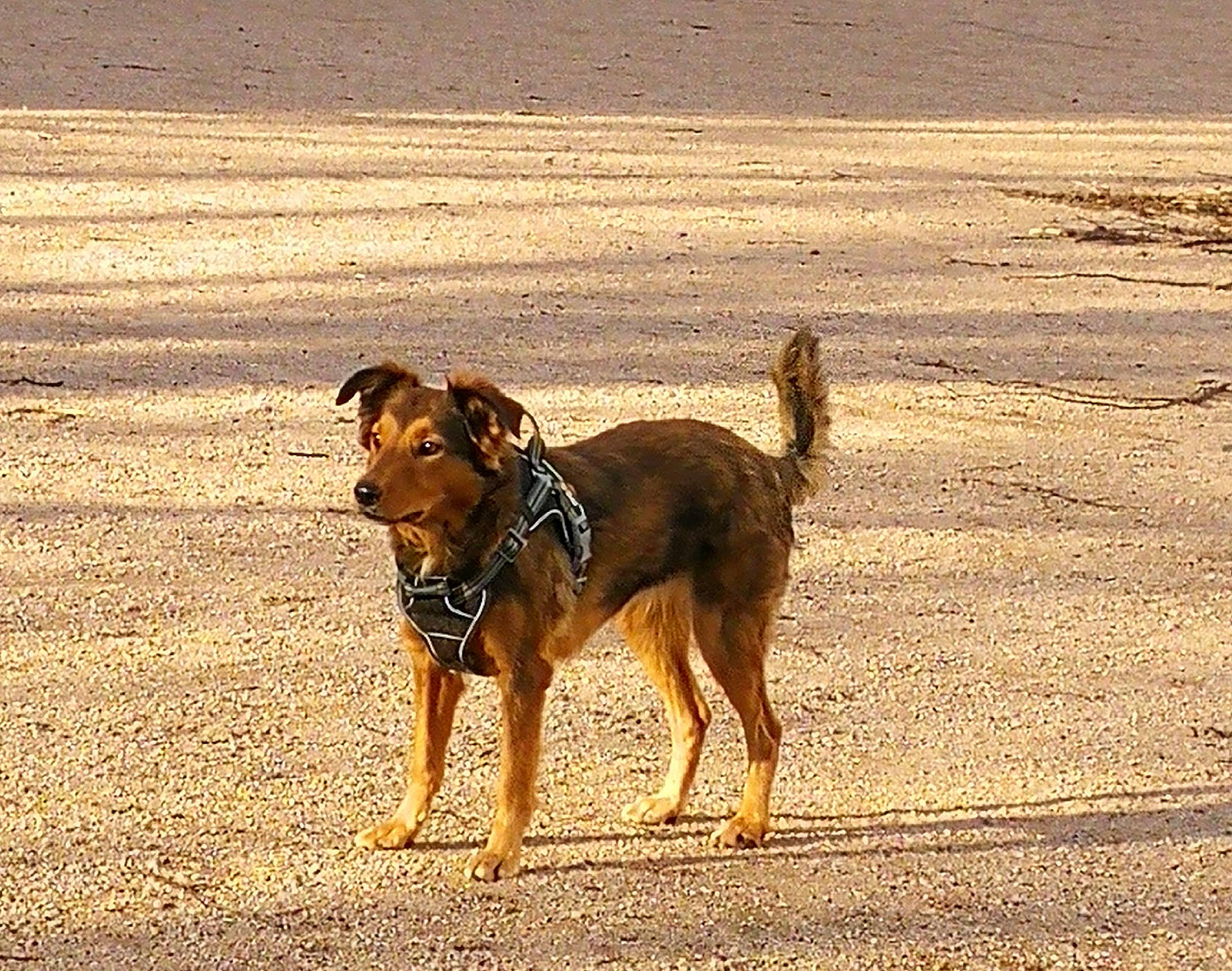 Lili participe au concours pour gagner de l'argent avec cette photo : beach, canidae, carnivore, dog, dog_breed, english_shepherd, fawn, guard_dog, mammal, sand, sea, sporting_group, street_dog, vacation, working_dog