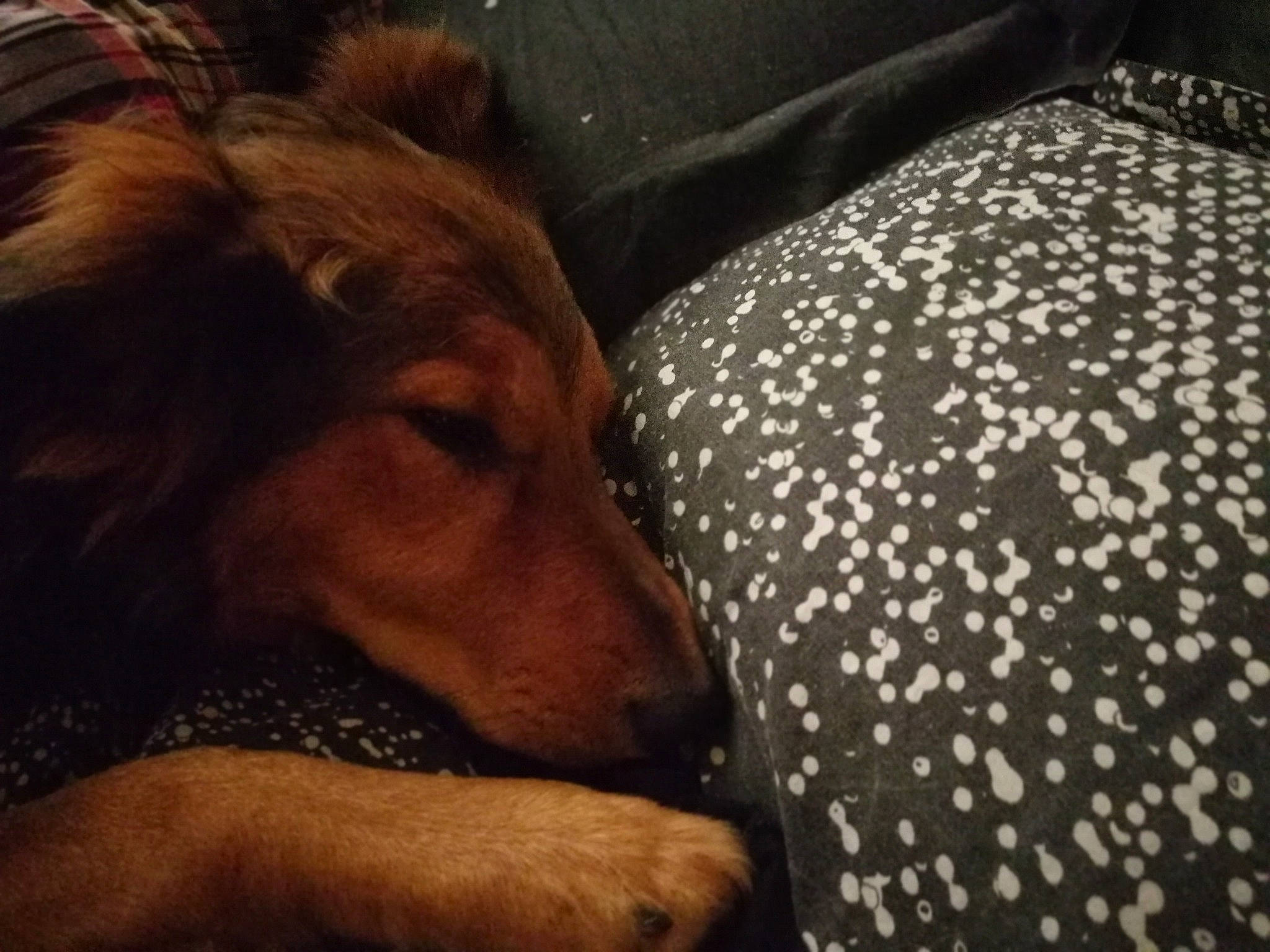 Lili a rejoint le concours — aidez-le/la à gagner de superbes lots ! canidae, carnivore, companion_dog, dog, dog_breed, lurcher, rough_collie, silken_windhound, snout, sporting_group