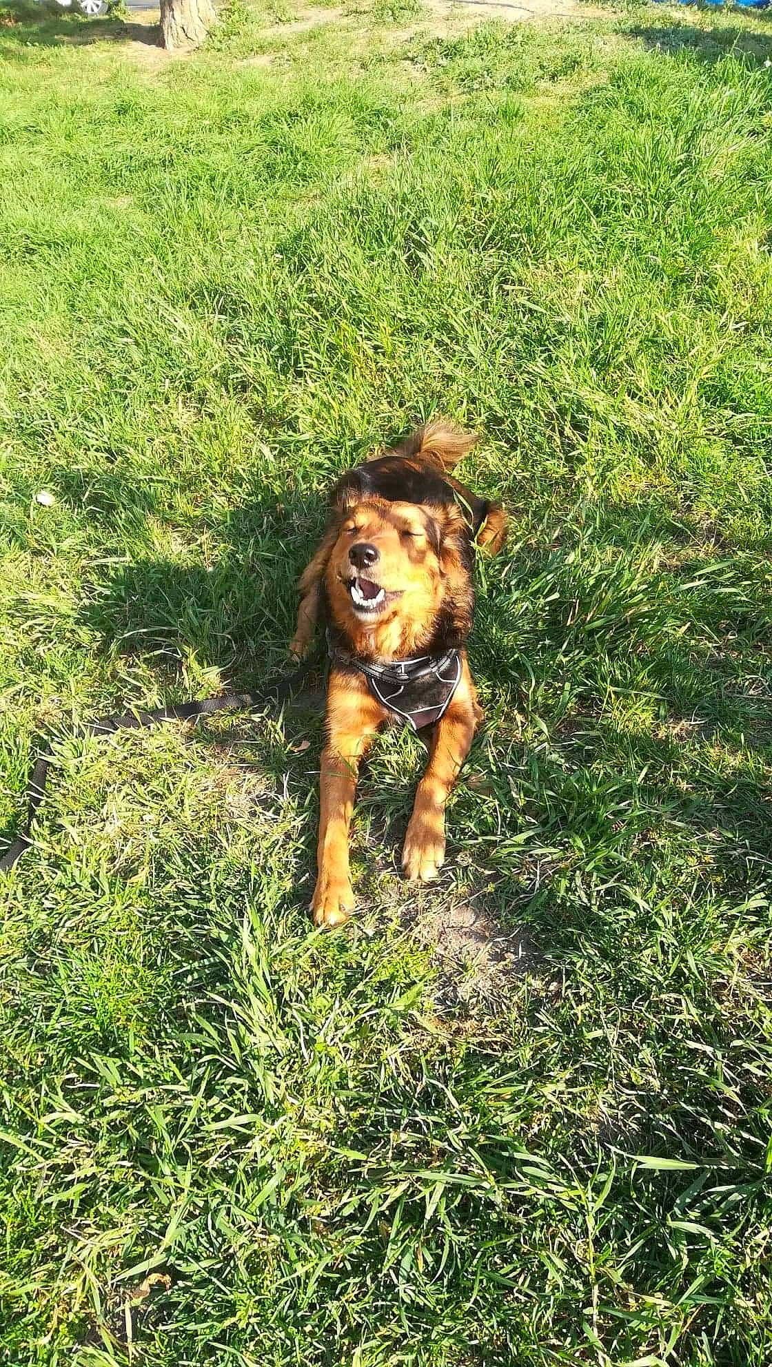 Lili a rejoint le concours — aidez-le/la à gagner de superbes lots ! canidae, carnivore, dog, dog_breed, fawn, grass, plant, sporting_group
