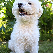 Haslan a rejoint le concours — aidez-le/la à gagner de superbes lots ! animal, canine, curly_fur, cute, daylight, dog, fluffy, fur, garden, grass, greenery, happy, nature, outdoor, pet, portrait, sitting, small_dog, sunlight, white_dog